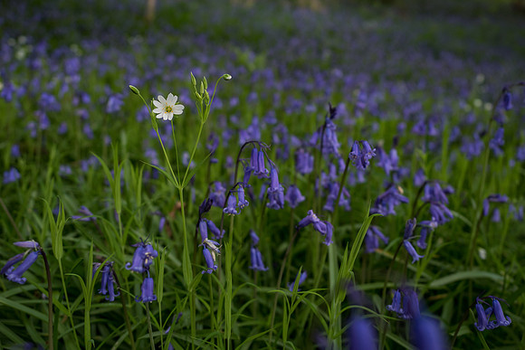 Ardachy Wood