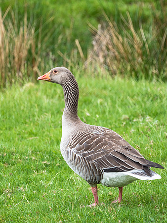 Greylag Goose (Anser anser)