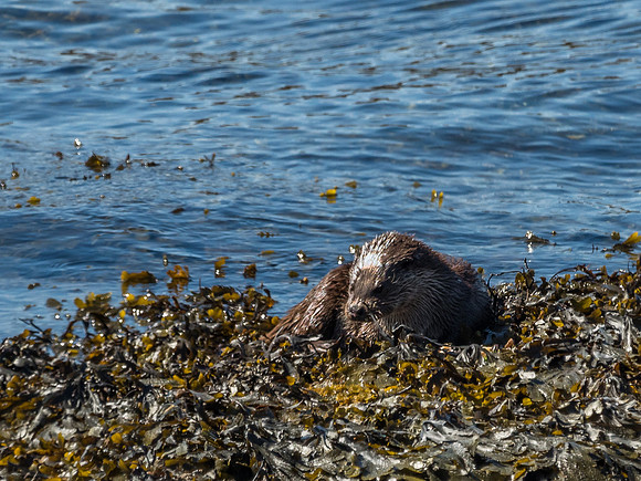 West Coast Otter