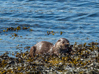 West Coast Otter