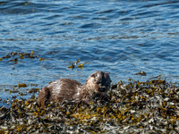 West Coast Otter