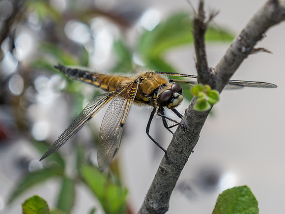 Four-spotted Chaser (Libellula quadrimaculata)
