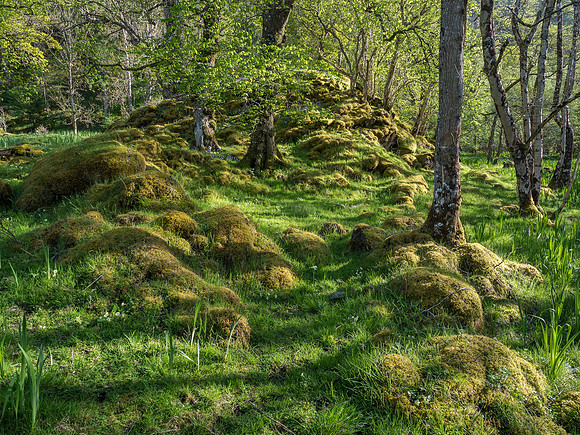 Enchanted Woodland