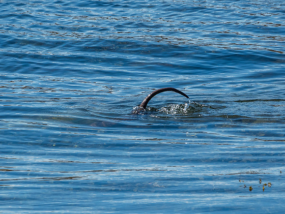 West Coast Otter