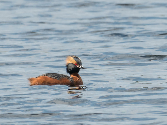 Slavonian Grebe (Podiceps auritus)