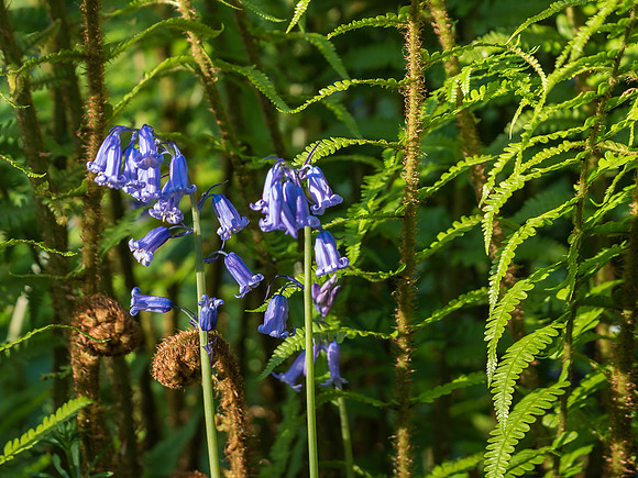 Urquhart Bay Wood Flowers
