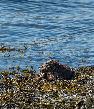 West Coast Otter