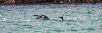 Red Breasted Merganser