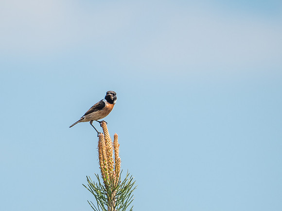 Male Stonechat (Saxicola torquata)