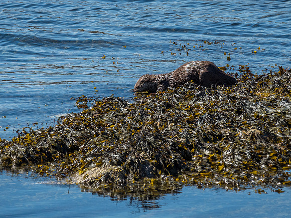 West Coast Otter