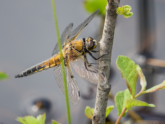 Four-spotted Chaser (Libellula quadrimaculata)