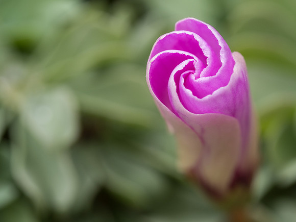 20170513-Garden-EM520051