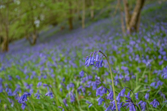 Ardachy Wood