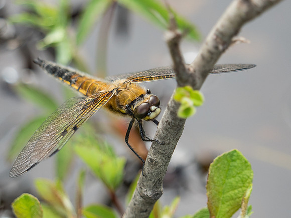 Four-spotted Chaser (Libellula quadrimaculata)