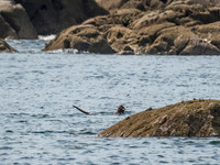 Otter