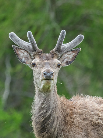 Velvet Headwear