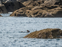 Otter