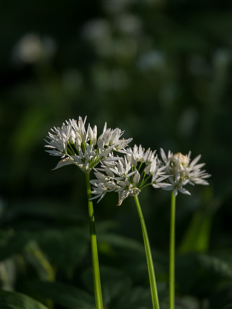 Woodland Flora