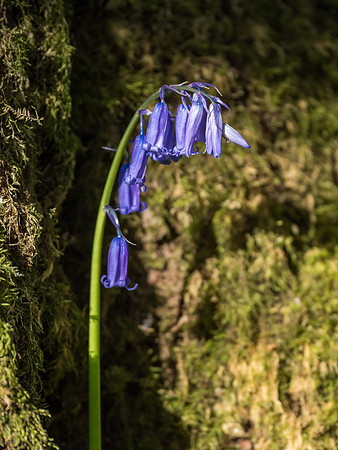 Woodland Flora