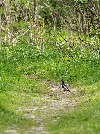 Greater Spotted Woodpecker