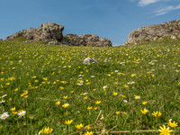 Flowers by the Sea