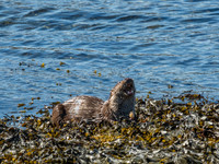 West Coast Otter