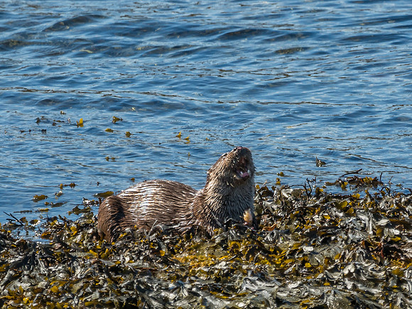 West Coast Otter