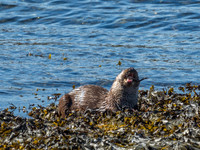 West Coast Otter