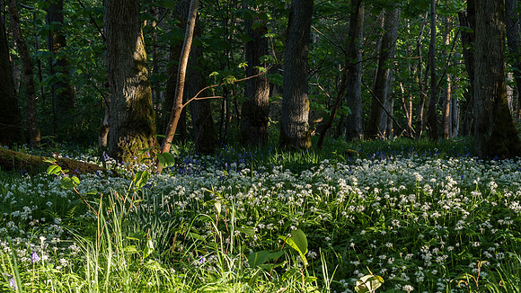 Urquhart Bay Wood Flowers