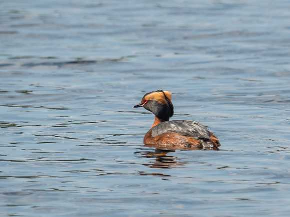Slavonian Grebe (Podiceps auritus)