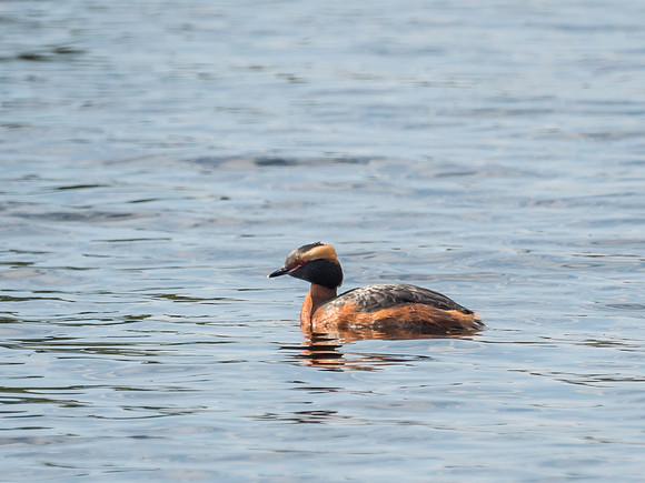 Slavonian Grebe (Podiceps auritus)
