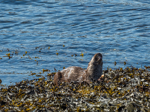 West Coast Otter