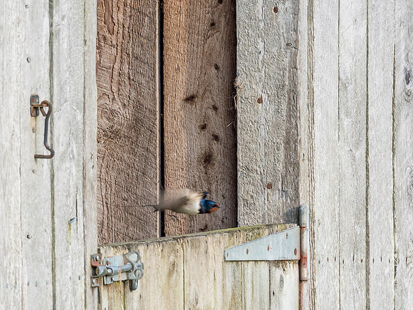 20170526-Drumnadrochit-EM520287