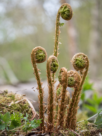 Urquhart Bay Wood