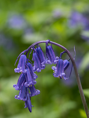 Bluebells