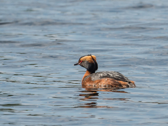 Slavonian Grebe (Podiceps auritus)