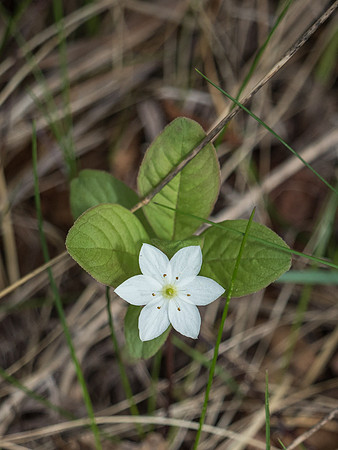 Chickweed Wintergreen (Trientalis europaea)