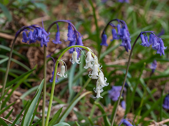 Ardachy Wood