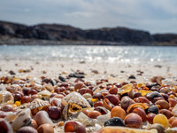 Sea Shells on a Sea Shore