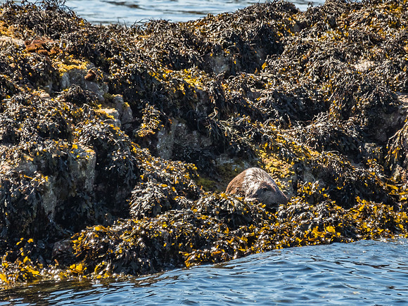 West Coast Otter