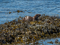 West Coast Otter