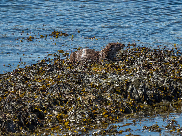 West Coast Otter