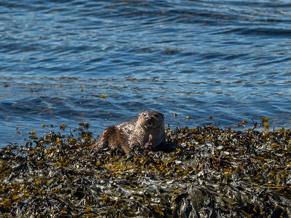 West Coast Otter