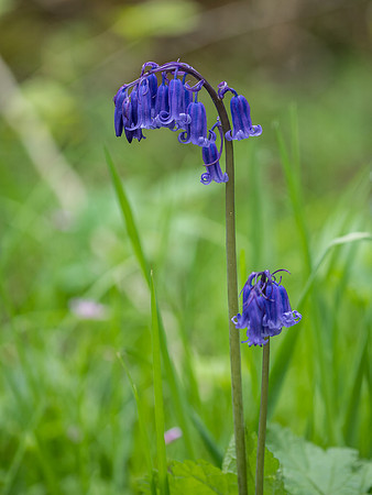 Bluebell