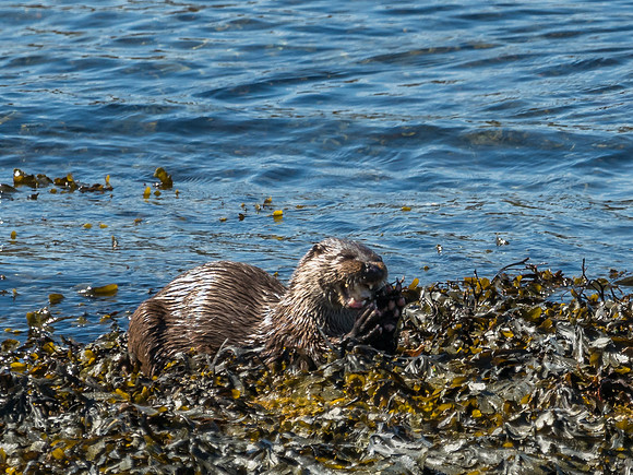 West Coast Otter