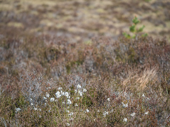 20170526-Loch Nam Bat-EM520293