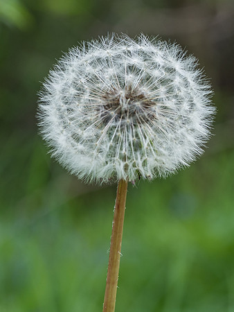 Flora of The Cover