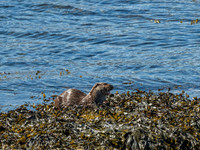 West Coast Otter