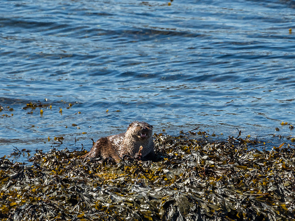 West Coast Otter