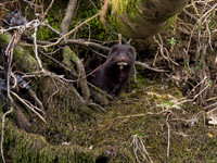 20130412-Urquhart Bay Wood-R4124663